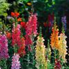 500 Snapdragon Seeds - Polodivoká permakultura