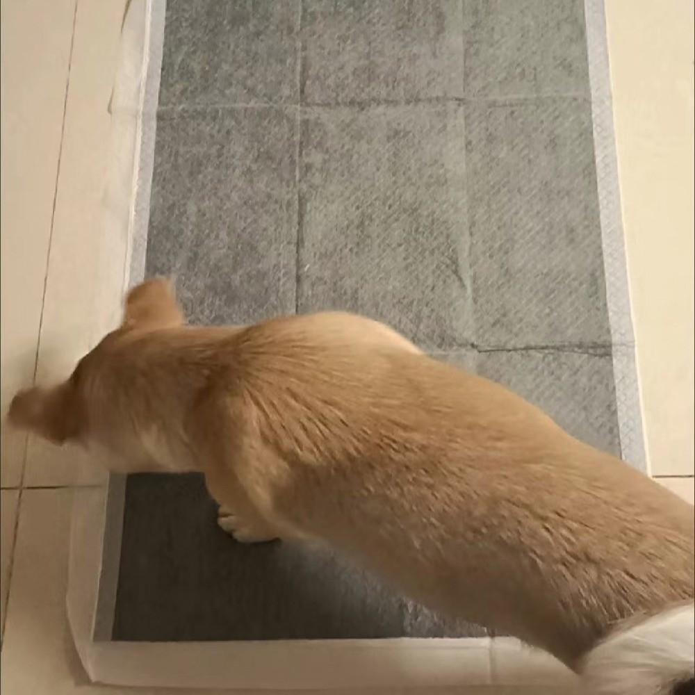 Super Absorbent Bamboo Charcoal Pet Cushion S/M/L/XL Urine Nappy Mat Dog Training Pee Pad Cat
