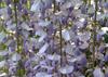 SAFLAX Blue Chinese Wisteria - 4 Seeds - With Potting Substrate for Better Cultivation - Wisteria Sinensis