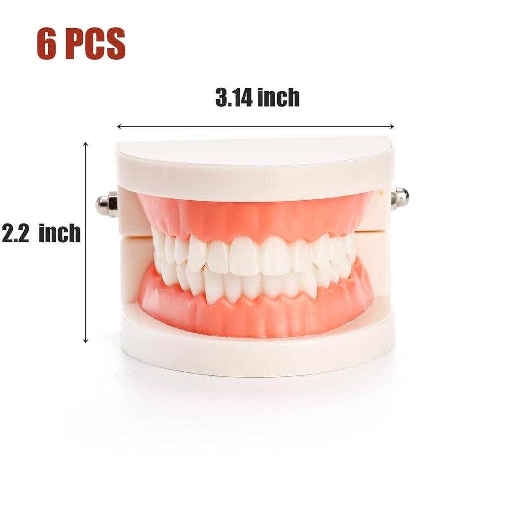 6 Packs Dental Teeth Model, Dental Demonstration Model for Study, Standard Teeth Models, Plastic Mouth Model, Fake Mouth for Teaching, Dentist