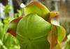 SAFLAX Mix di piante carnivore - 10 semi - Sarracenia Mix