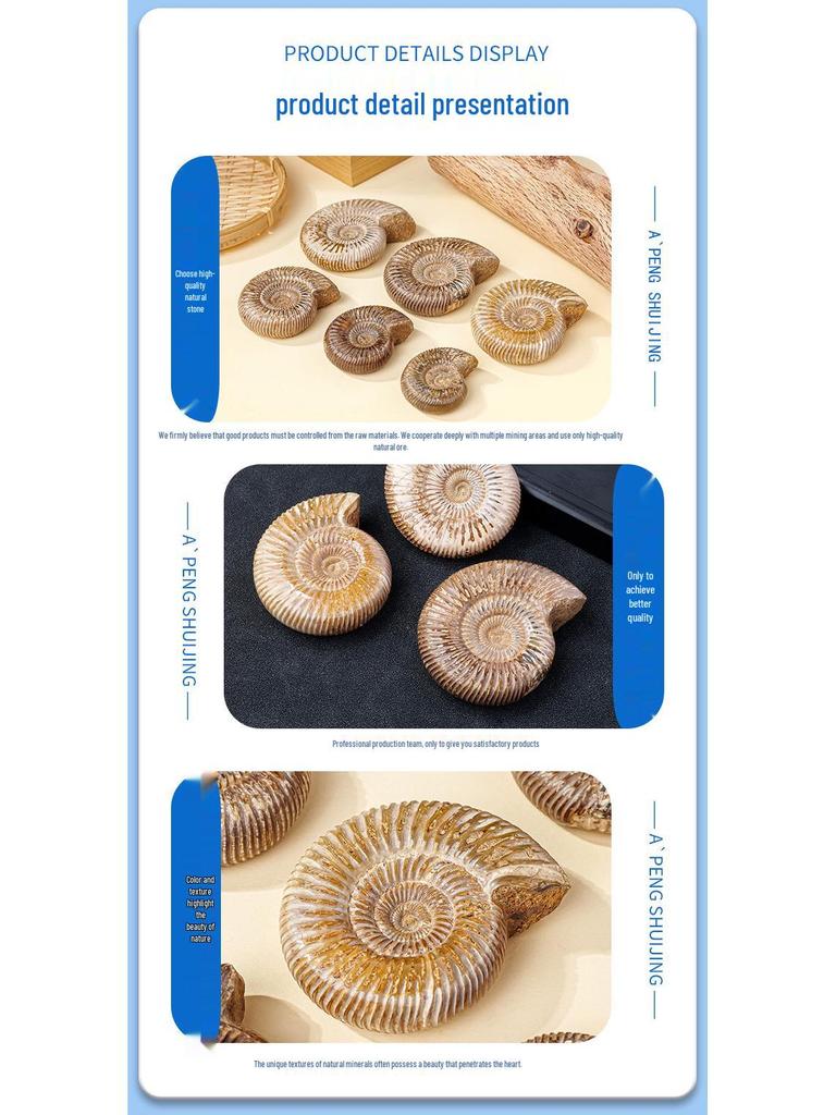 Natürliche weiße Ammoniten-Fossil-Muschel Pädagogisches Geschenk für Kinder