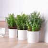 Green Simulation Plant Potted Green Grass Lifelike Grass Flowerpotted Desktop Ornament  Windowsill