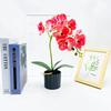 Simulated Potted Phalaenopsis Artificial Flower Desktop Ornament Decoration