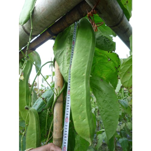 Yoshitome Satsuma Natamame Toothpaste, Kagoshima, 125g, 1 bottle