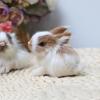 Lovely Simulation Animal Doll Rabbit Plush Sleeping Stuffed Kids Toy Lifelike Animal Pet Toys For Children Home Decor Baby Gifts