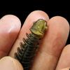 Artificial Soft Lures Worm Baits Wobbler  T Tail Soft Baits Paddle Tail Swimbaits Fishing Tackle Lures Enduring