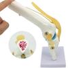 Functional Human Knee Joint Model with Meniscus and Cruciate Ligaments for Teaching