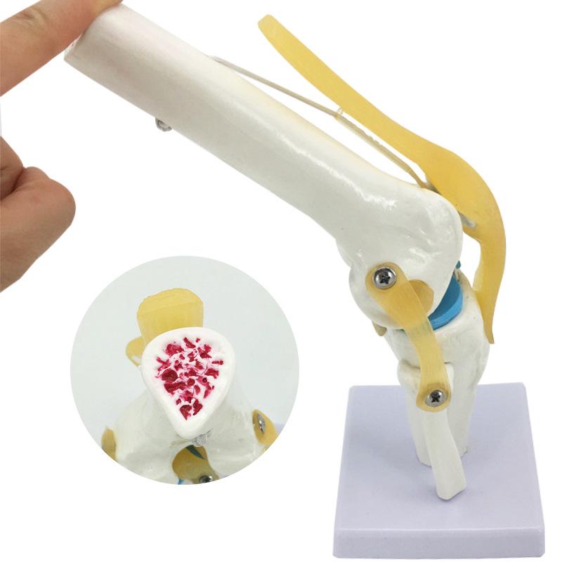 Functional Human Knee Joint Model with Meniscus and Cruciate Ligaments for Teaching