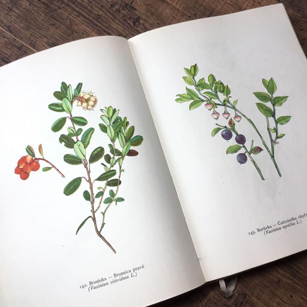 [USED] Botanical encyclopedia, foreign books, Czech botanical encyclopedia, botanical art