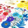 15pcs Real Dried Flower Natural Flower Stickers Dry Beauty Decal For DIY Plants Art Craft Floral Decors Making Accessories