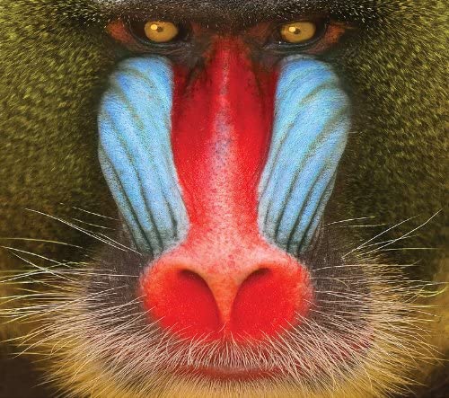 

CD FOOTBALLS - Wild Smile PCD20060 Japan Music Others Used
