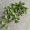 Ivy Hanging Greenery Vine Artificial Plants Wall Decor Living Room Gift Home