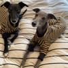 Haustier Hundekleidung Herbst Große Hunde Kleidung Hunde Haustiere Luxus Halloween Hundekostüme Schlafanzüge Overalls Zubehör Produkt Zubehör
