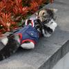Cat Dog Female Panties Denim Strap Pet Shorts for Small Dogs Cats Kitten Puppy Underclothe Anti-harassment Safety Panties