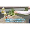 KINCHO Gardening Fertilizer, Veggie & Fruit Liquid Fertilizer 800ml, Organic, for Vegetables, Fruit Trees, and Fruits