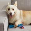 Petstages Orca Bone PTPS230