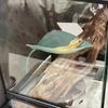 Aquarium Accessories Fish Tank Betta Leaf Fish Bed Fish Rest Spawning Leaf Aquatic Artificial Plant Hammock Simulation Landscape