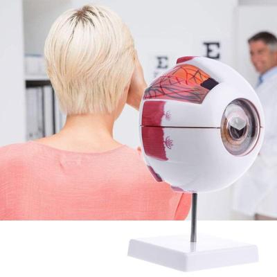 Model de glob ocular natural anatomic uman Instrument de predare medical de ajutor IBU