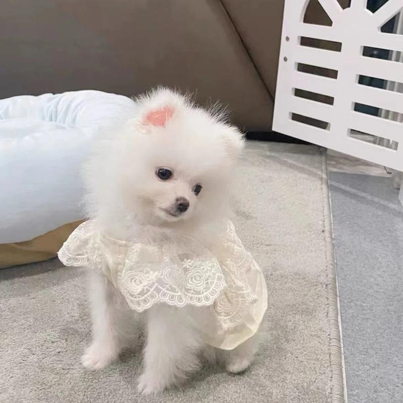 Pet Spring and Autumn Lace Dress Pet Small Dog Teddy Lace Vest Top Cat Thin Dog Dresses for Small Dogs Puppy Clothes