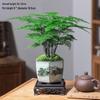 Asparagus Fern Indoor Bonsai – Easy-Care Evergreen for Home or Office Decor