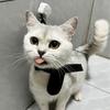 Katzenbad Fixier- und verstellbares Seil Reinigungs-Spezial-Saugnapfband für langlebige und stoppsichere Bewegung von Katzen und Hunden