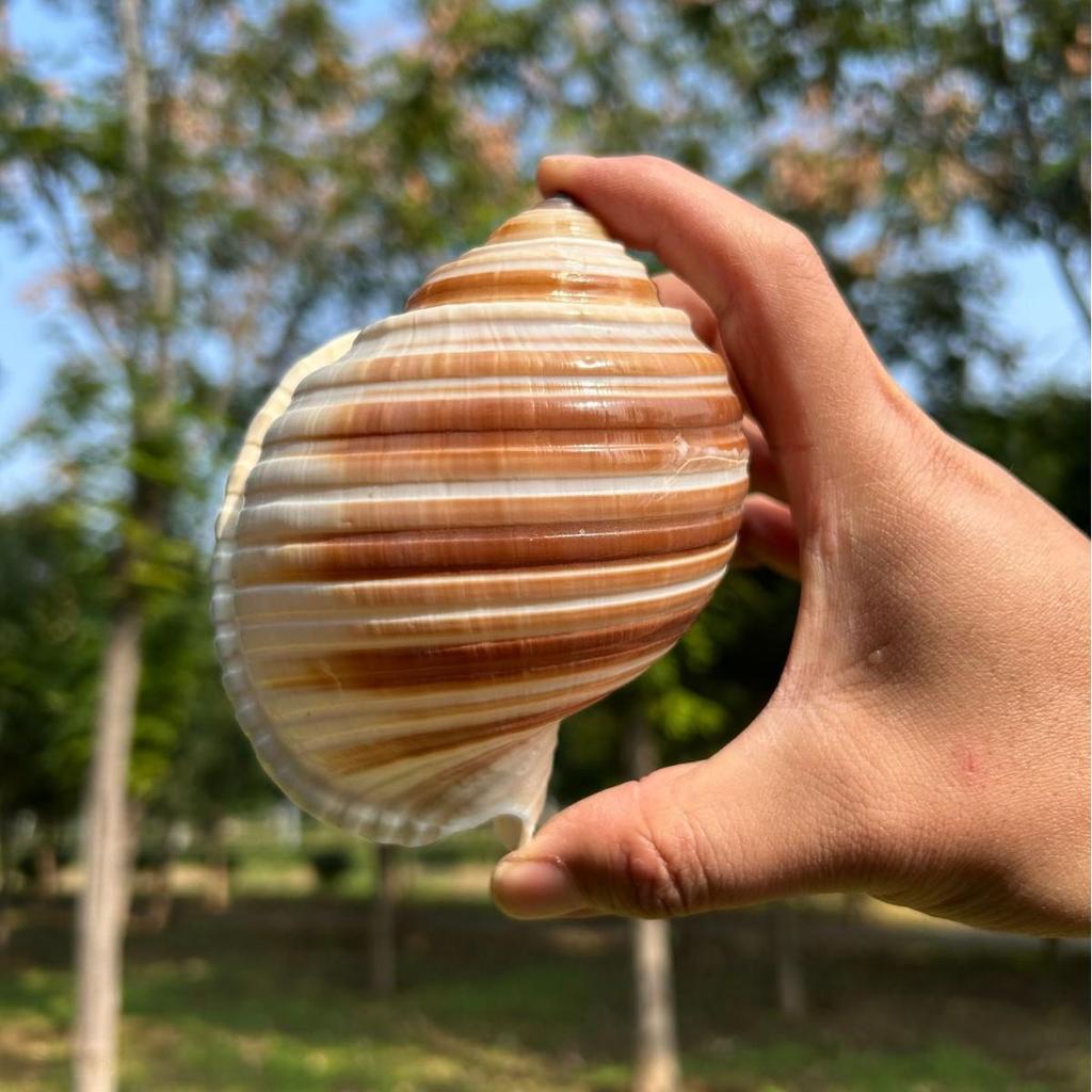 Natural Conch Seashell Aquarium Decor for Hermit Crabs