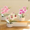 Creativ Opt Capete Film Phalaenopsis Bonsai Floare Simulare Floare Falsă Simulare Ghiveci Artificial Decor Acasă Birou