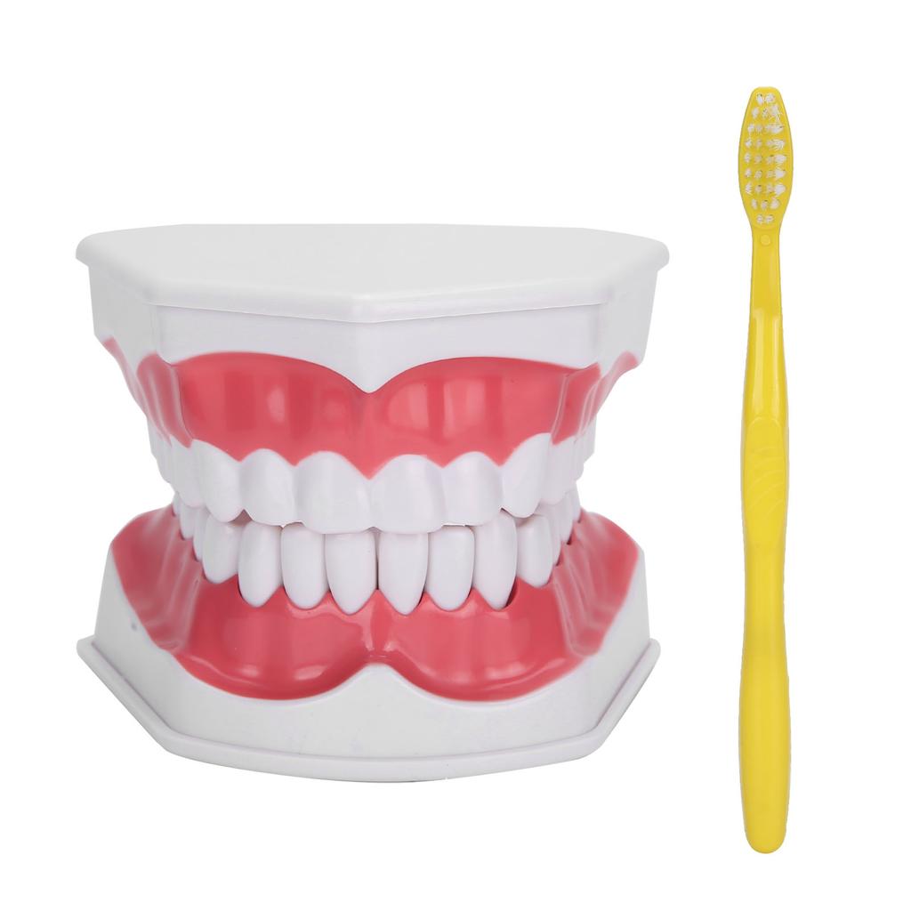 Modelo de dentes de ensino odontológico 2X Modelo de dentes de ampliação Ferramenta de treinamento de ensino de dentista