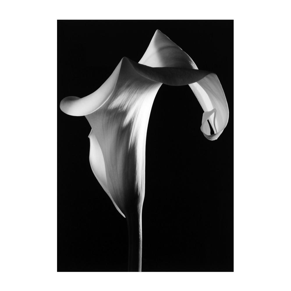 Calla Lily Pôsteres Flores em preto e branco Cópias de plantas Pintura em tela Mural de parede Imagens de arte Sala de estar Quarto Moderno Decoração de pôster para casa