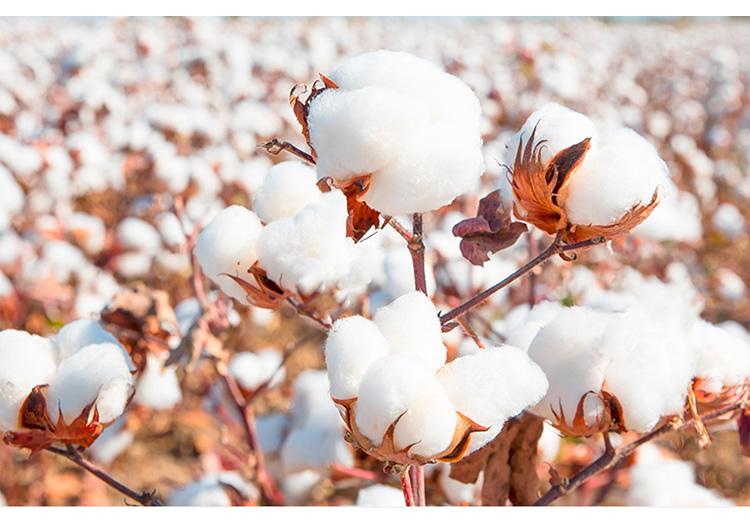 Zhipu Shu Sleep All Cotton Super Soft Deep Sleep, Neck Protection, Sleep Aid, Home Pillow Core