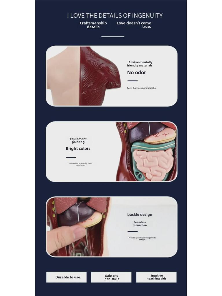 3D Detachable Human Organ Model for Kids - DIY Medical Simulation Toy