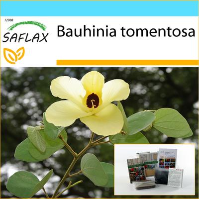 Geschenkset - Gelber Orchideenbaum - 30 Samen - Mit Geschenkbox, Karte, Etikett und Blumenerde - Bauhinia tomentosa