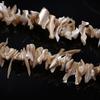 Irregular Freshwater Shell Beading Large Long String Bead  Necklaces Bracelet Accessories