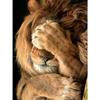 30x40cm 5D DIY Diamond Painting Full,Srie Lion#B,DIY Diamond Rhinestone