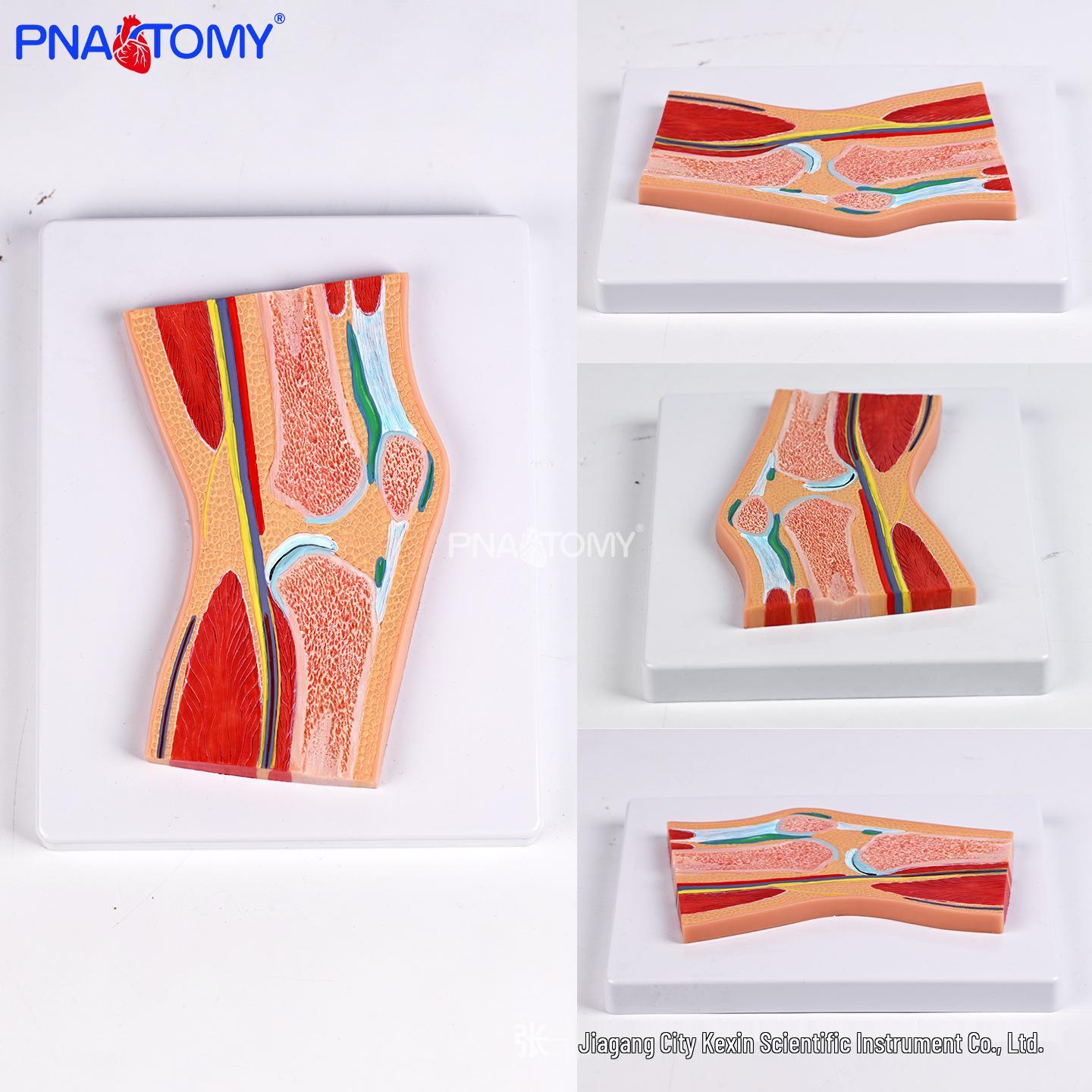 Human Knee Joint Anatomical Model for Clinical and Teaching Use PNT-202SE