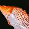 6 Pcs Fish Shaped Foil Balloons Realistic Carp Balloons for Fishing Themed Birthday Party Baby Shower Supplies