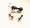 Insect Magnet Ornament: Prank Toy & Educational Decoration - Set of 3 (Random Colors)