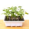 Indoor Propagation Box Greenhouse Propagation Set Tray With Lid And Ventilation