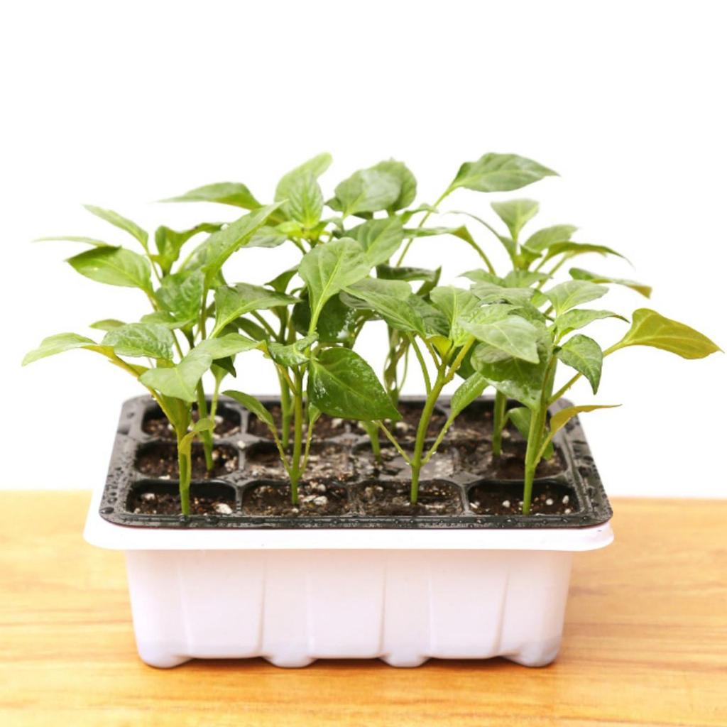 Indoor Propagation Box Greenhouse Propagation Set Tray With Lid And Ventilation