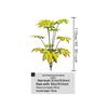 Tropical Nordic-Style Umbrella Leaf Faux Bonsai for Home Décor