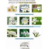 Mizon Pure Pearl Augengel-Patch