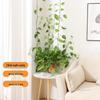 Pothos Climbing Wall Clips: Traceless Hooks for Indoor Vines and Green Plants