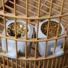 1/5Pcs Bird Pet Automatic Feeder Splash-Proof Bird Cage Accessories Food Container Pigeons Parrot Feeding Cup Bowl Pet Supplies