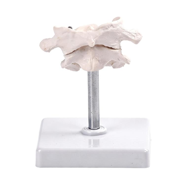 Accurate Human Occipital Bone Model For Clinical Training Features Rotation Capability And Quality PVC For Durability