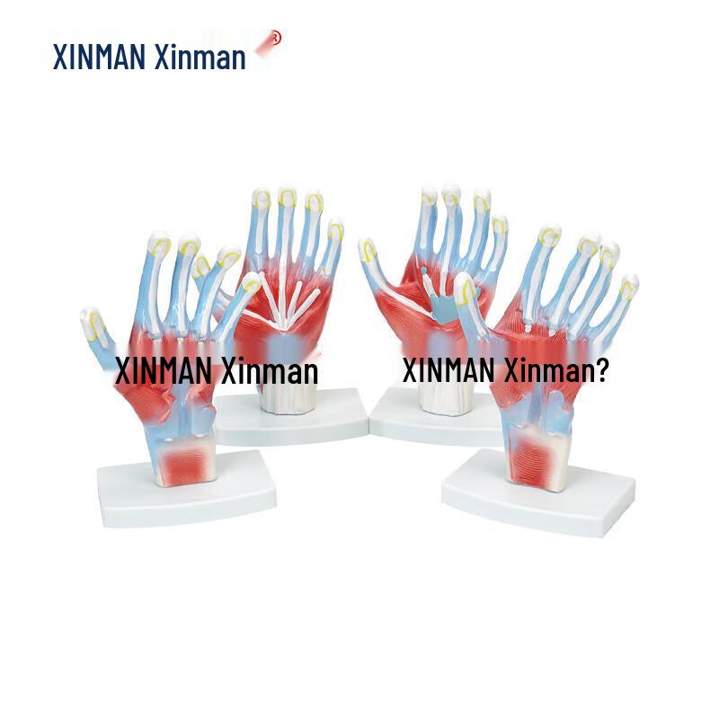 XINMAN Hand Muscle Anatomy Model
