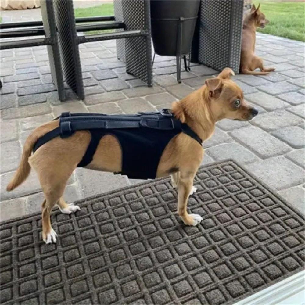 Adjustable Dog Back Support Vest Breathable Back Protector Pet Mobility Aid Comfortable Pet Support Harness Auxiliary Support