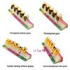Dental Implant Teaching Model & Toothbrush Preparation Resin Mold