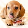Petlimit Durable Chew Bone Dog Toy