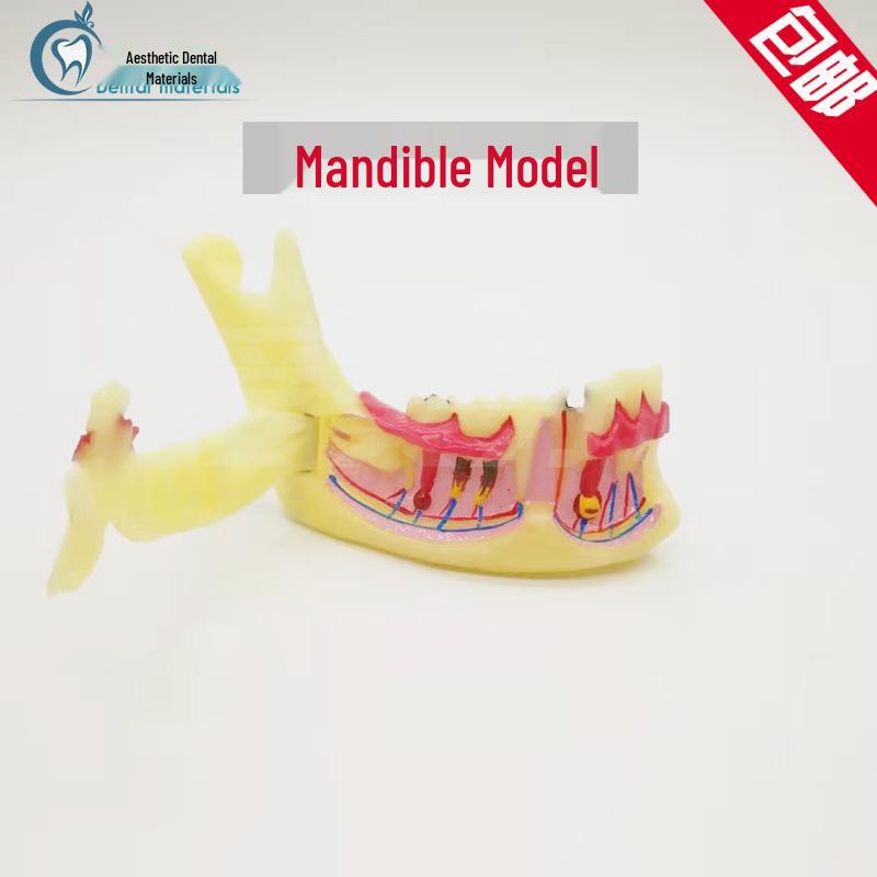 M4014 Dental Mandible Oral Teaching Model 4014
